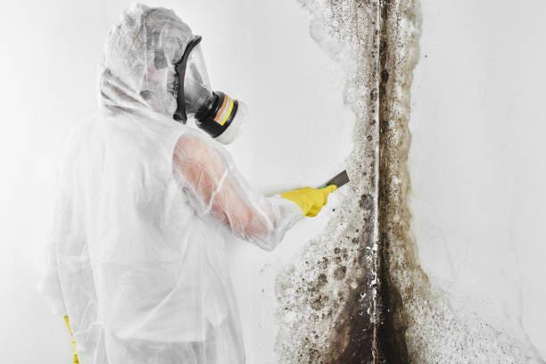 Best Mold Damage Repair  in Elida, OH