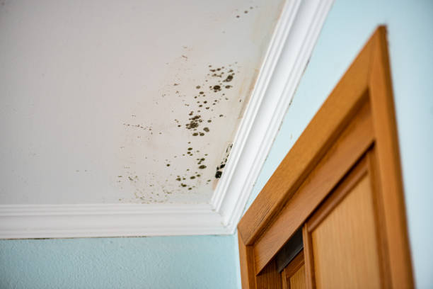 Best Same-Day Mold Removal  in Elida, OH