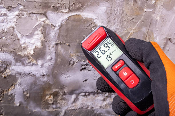 Best Best Mold Removal Companies  in Elida, OH